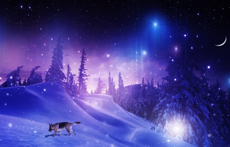 Сказочный ночной зимний лес