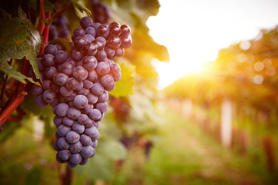 Армения виноград гроздь вино