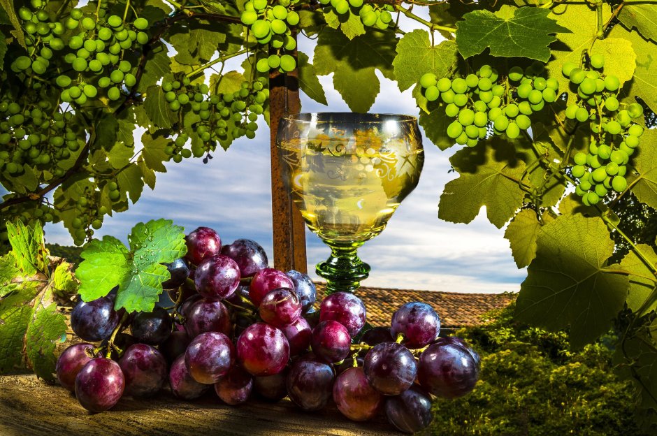 Фотообои виноград