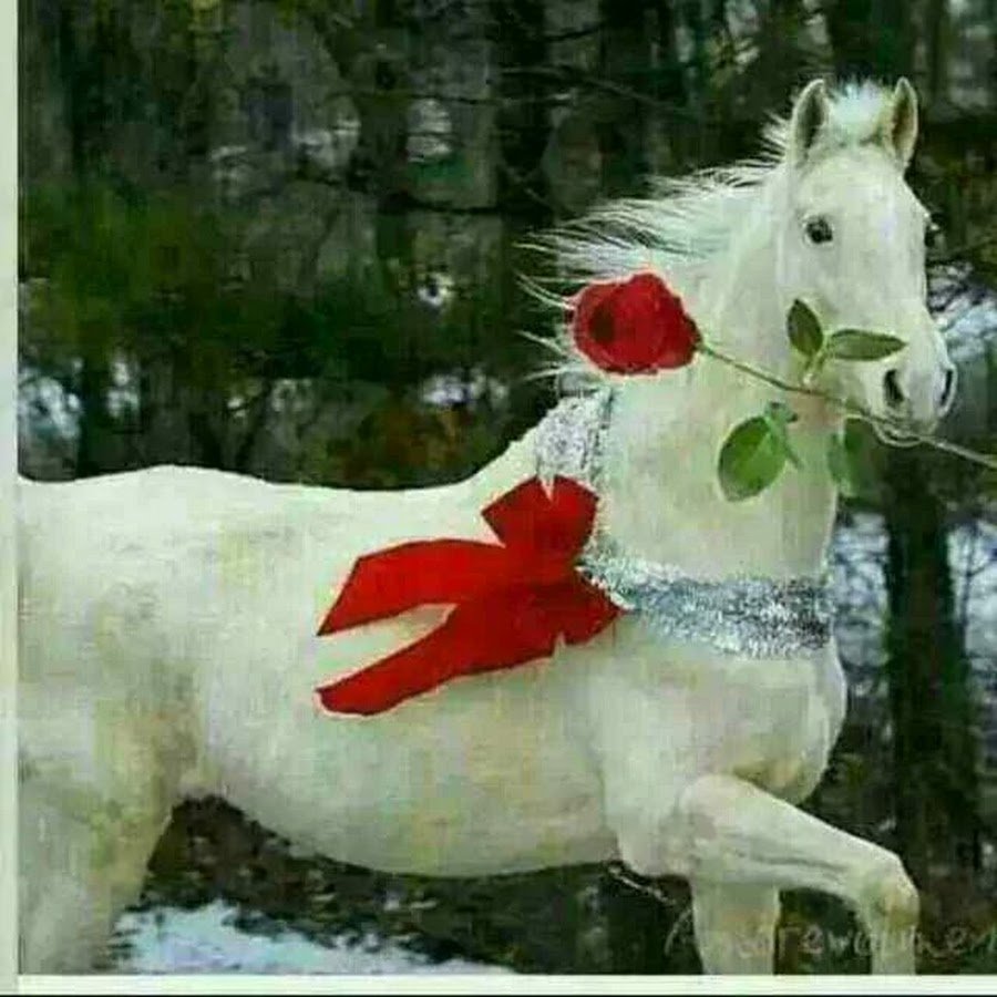 Конь с розой