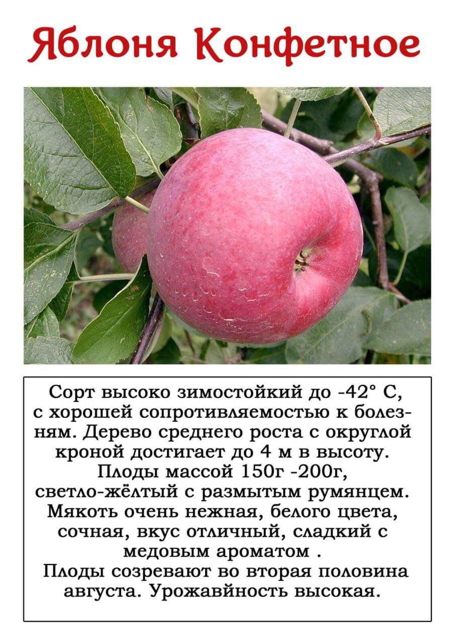 Яблоня конфетное описание сорта