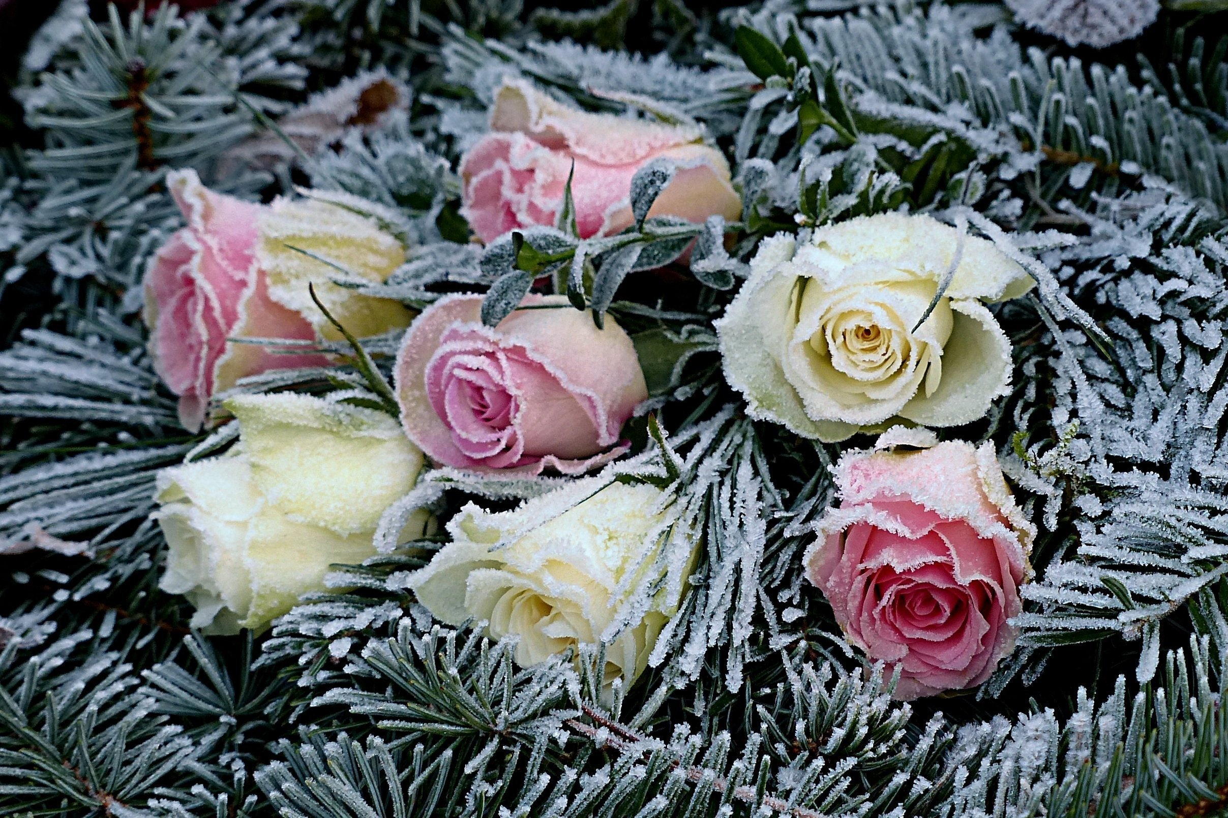 День рождения зимняя открытка. Зимние цветы. Зимний букет. Красивый зимний букет. Красивые зимние цветы.