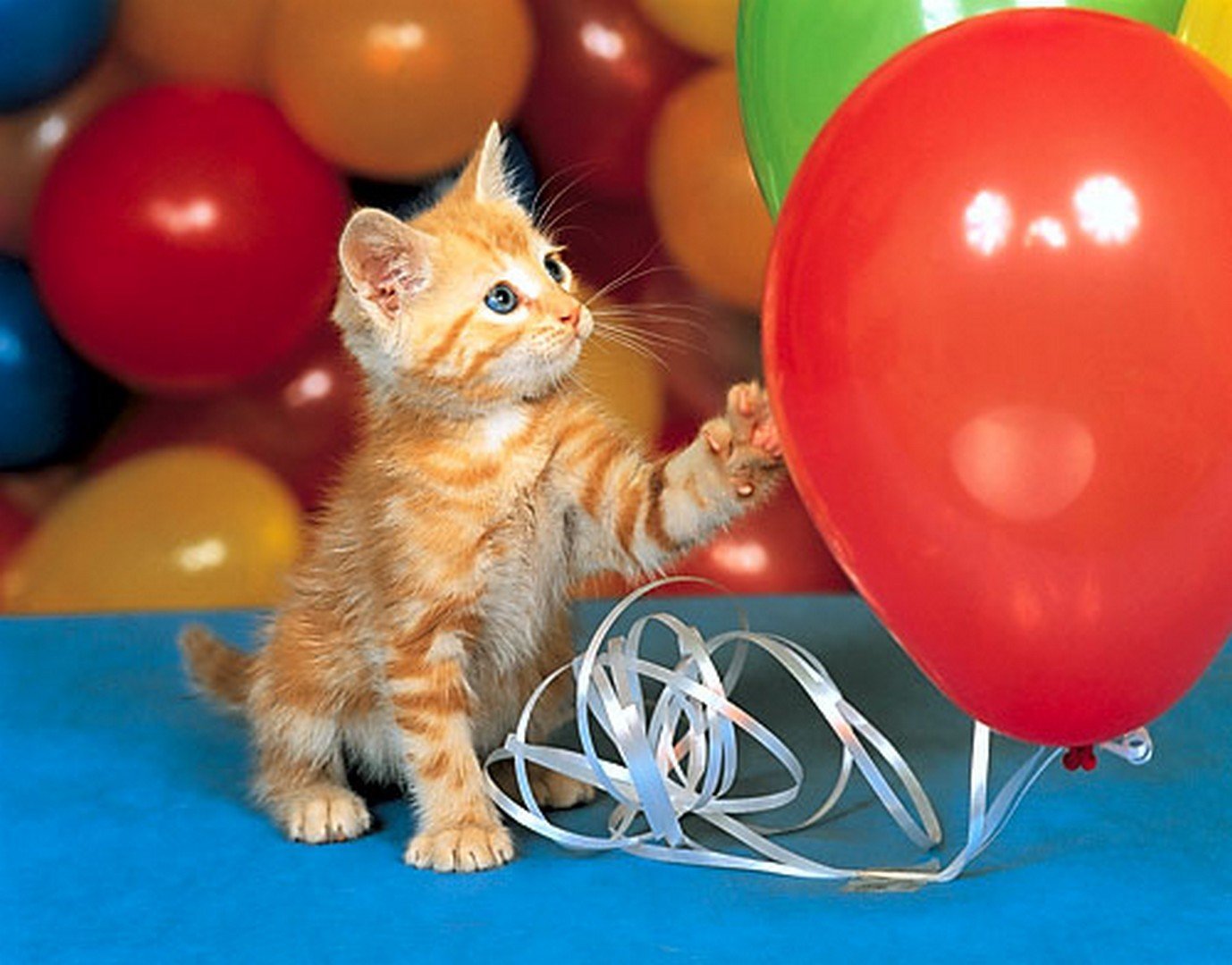 Пришли видео с днем рождения. Котенок с воздушными шарами. Котенок с воздушными шариками. С днем рождения котенок. Котенок поздравляет с днем рождения.