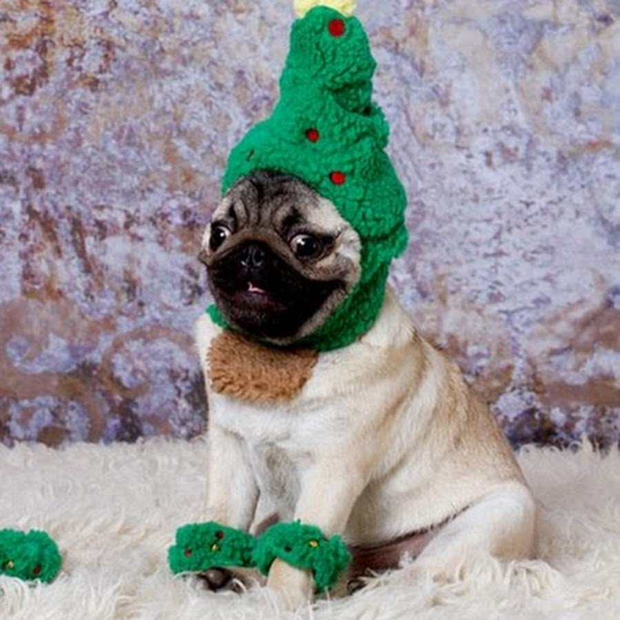 Christmas Pug