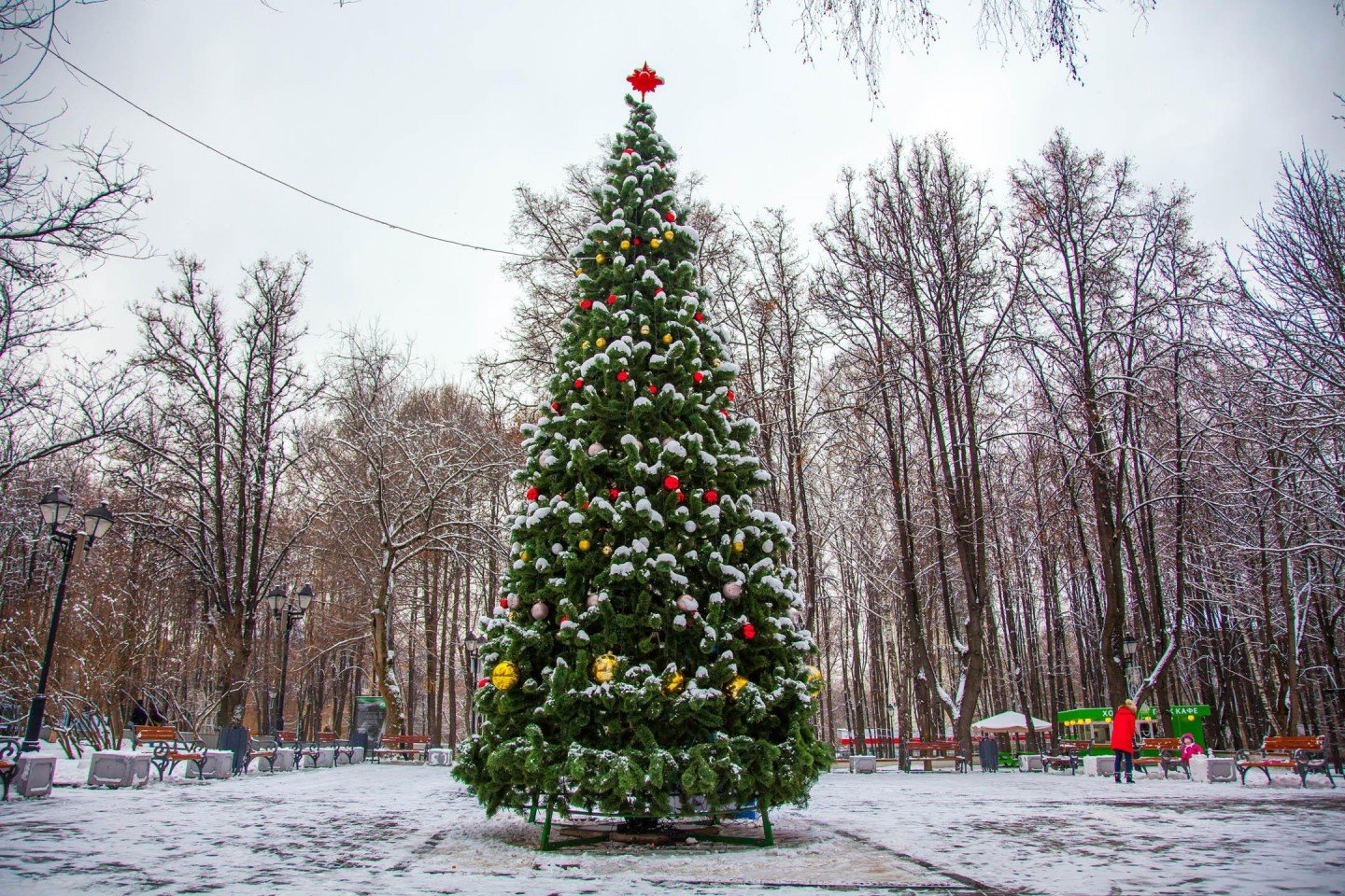 Елка в парке победы. Терлецкий парк елки. Бабушкинский парк зимой. Новогодняя елка в парке. Новогодняя ель в парке.