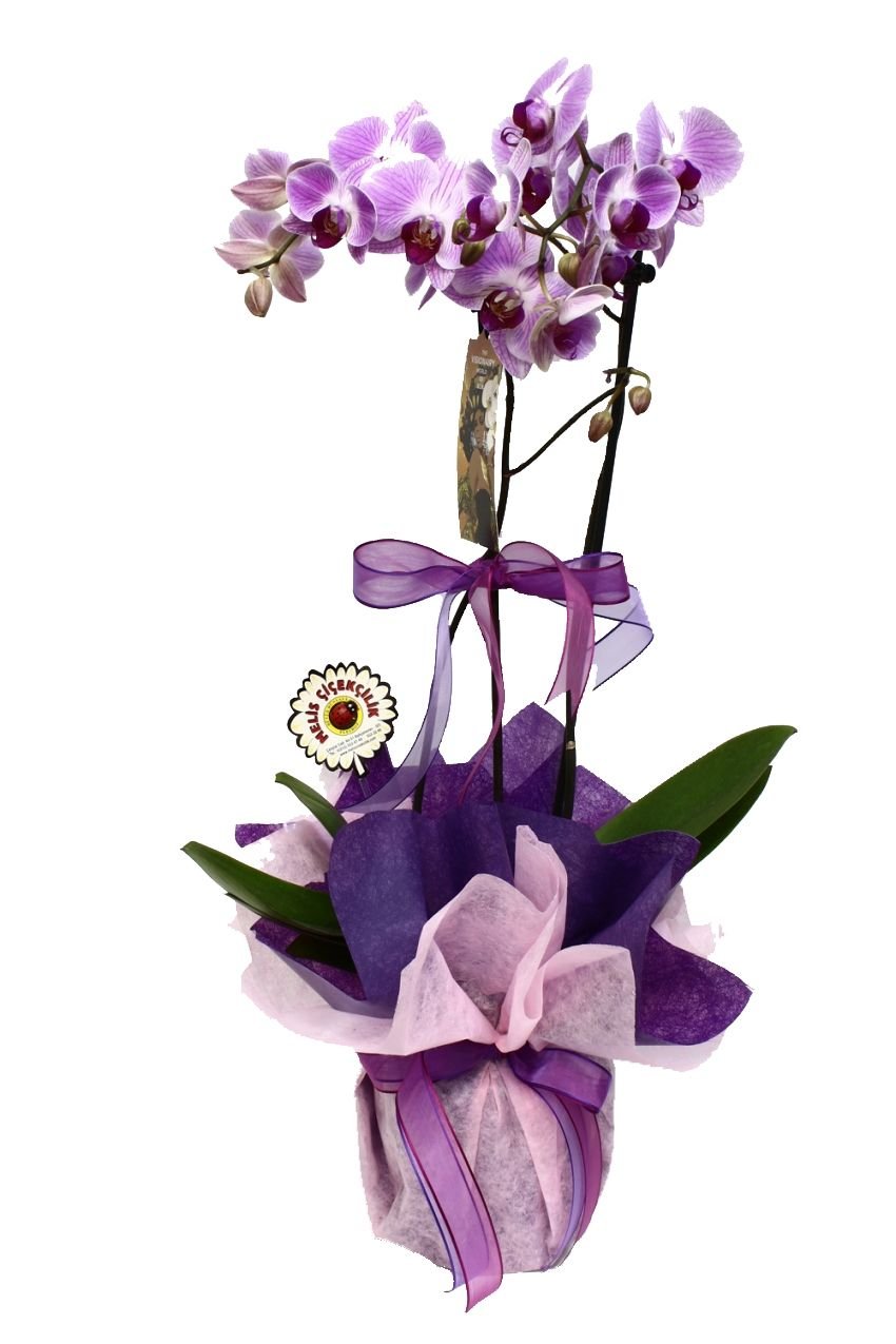 Упаковка орхидеи в подарок