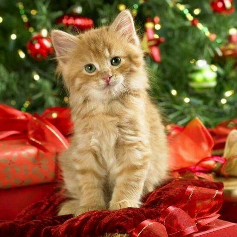 Новогодний рыжий котенок