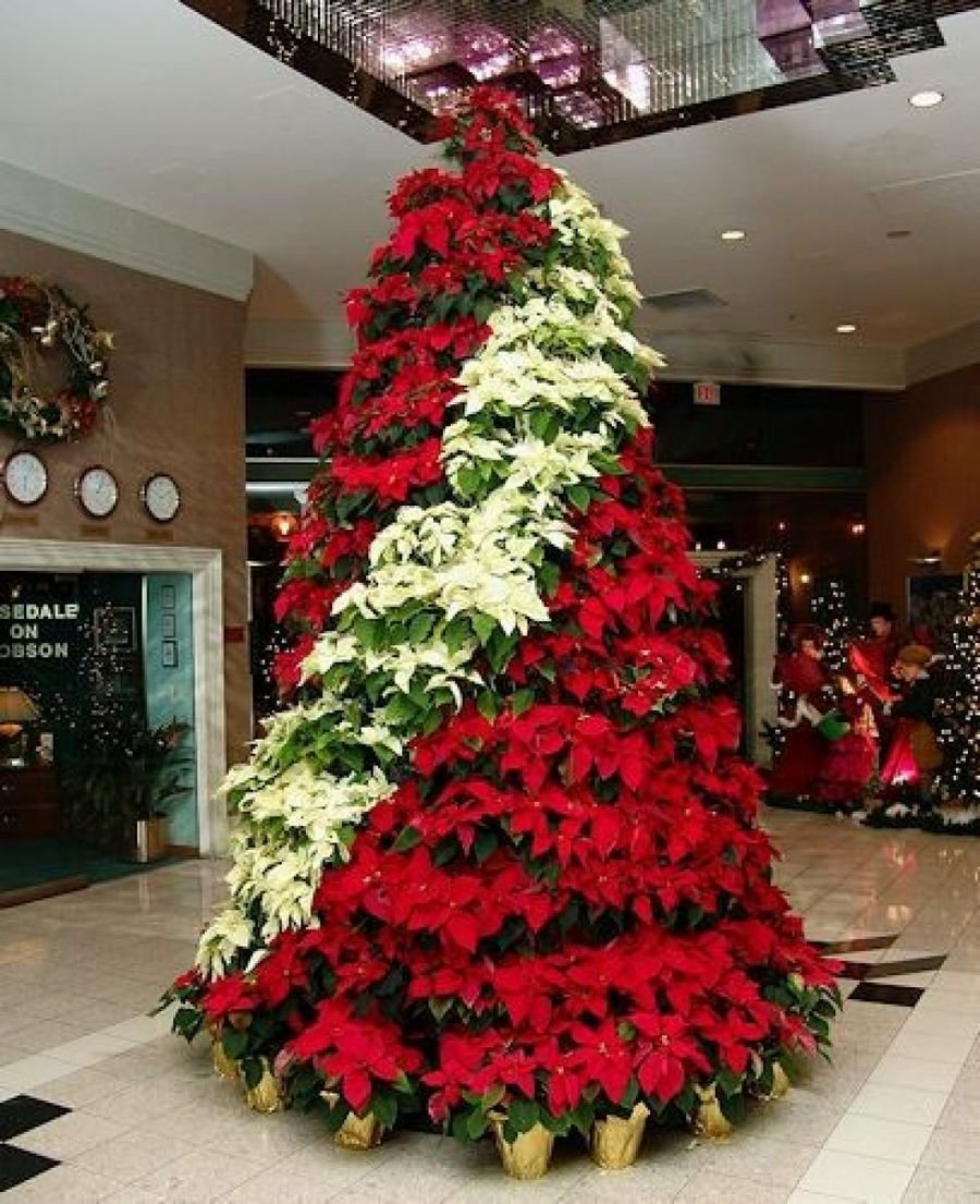 Пуансеттия Рождественская елка