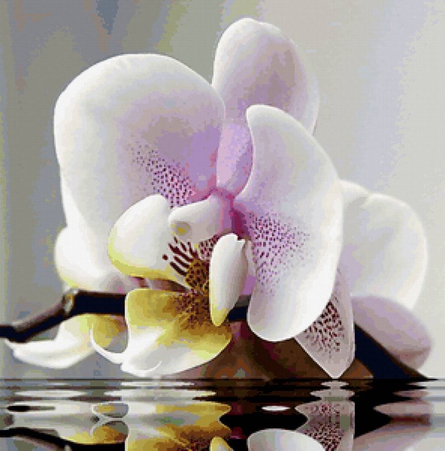 Картинки на рабочий стол орхидеи