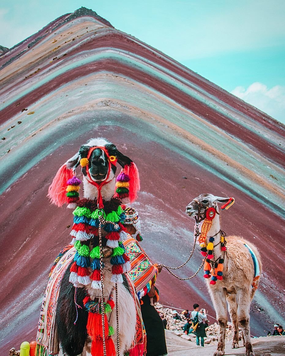 Лама в Перу Rainbow