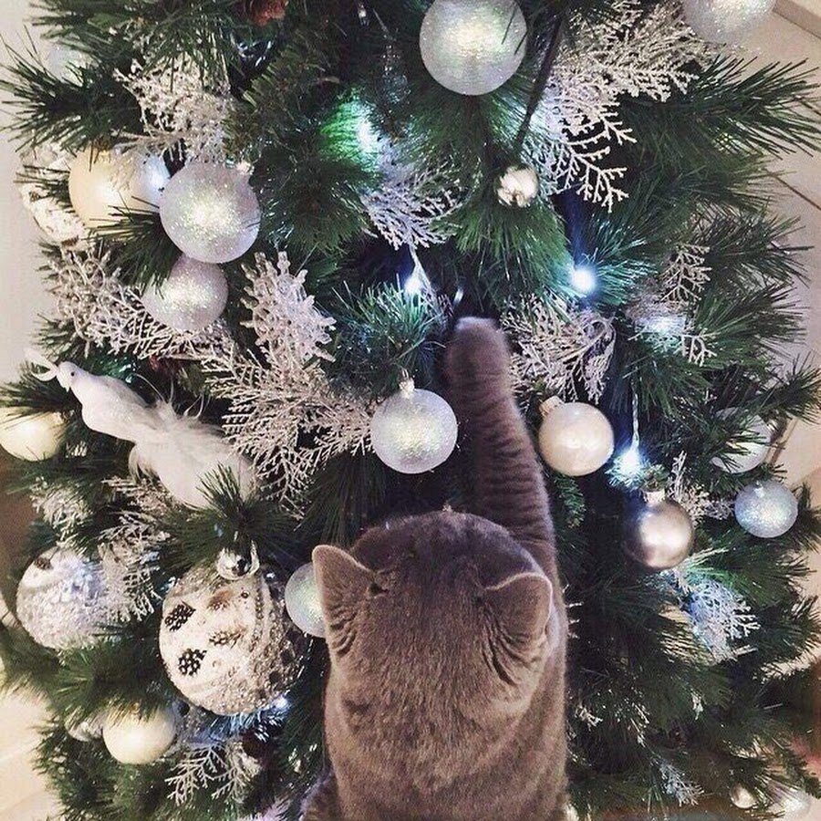 Коты наряжают елку