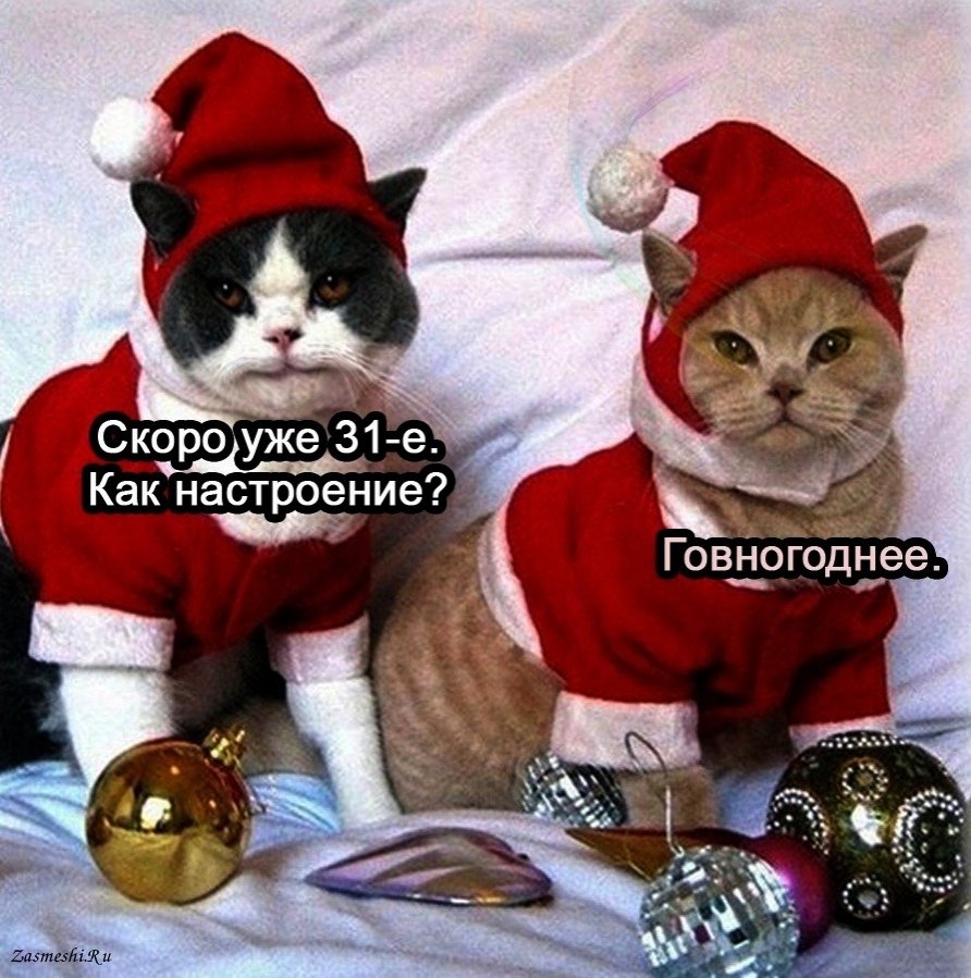 Новогодние костюмы для котов