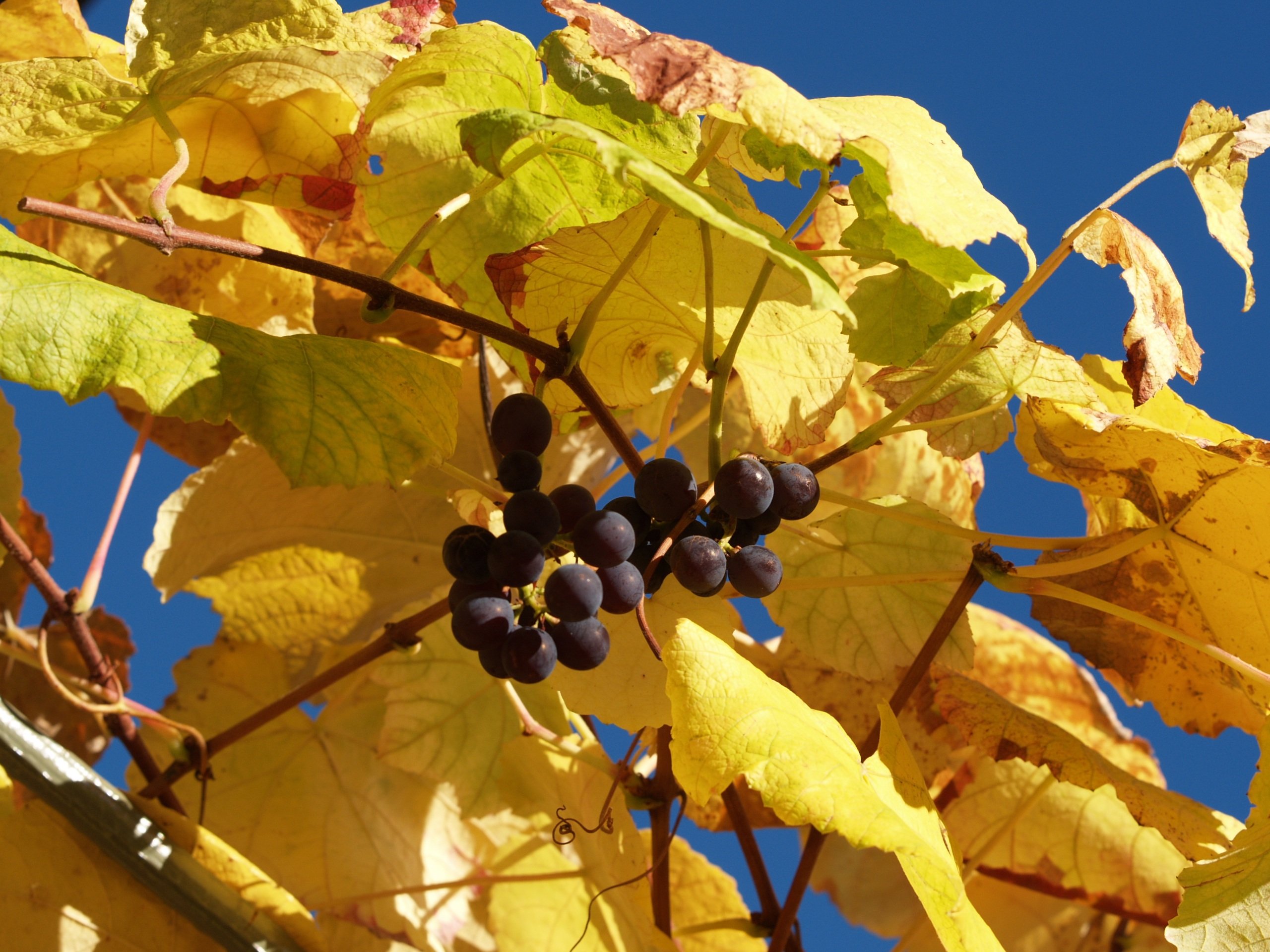 Картинки осень виноград. Осенние листья винограда. Цветёт осенний виноград. Виноградные листья осенью. Листва винограда осенью.