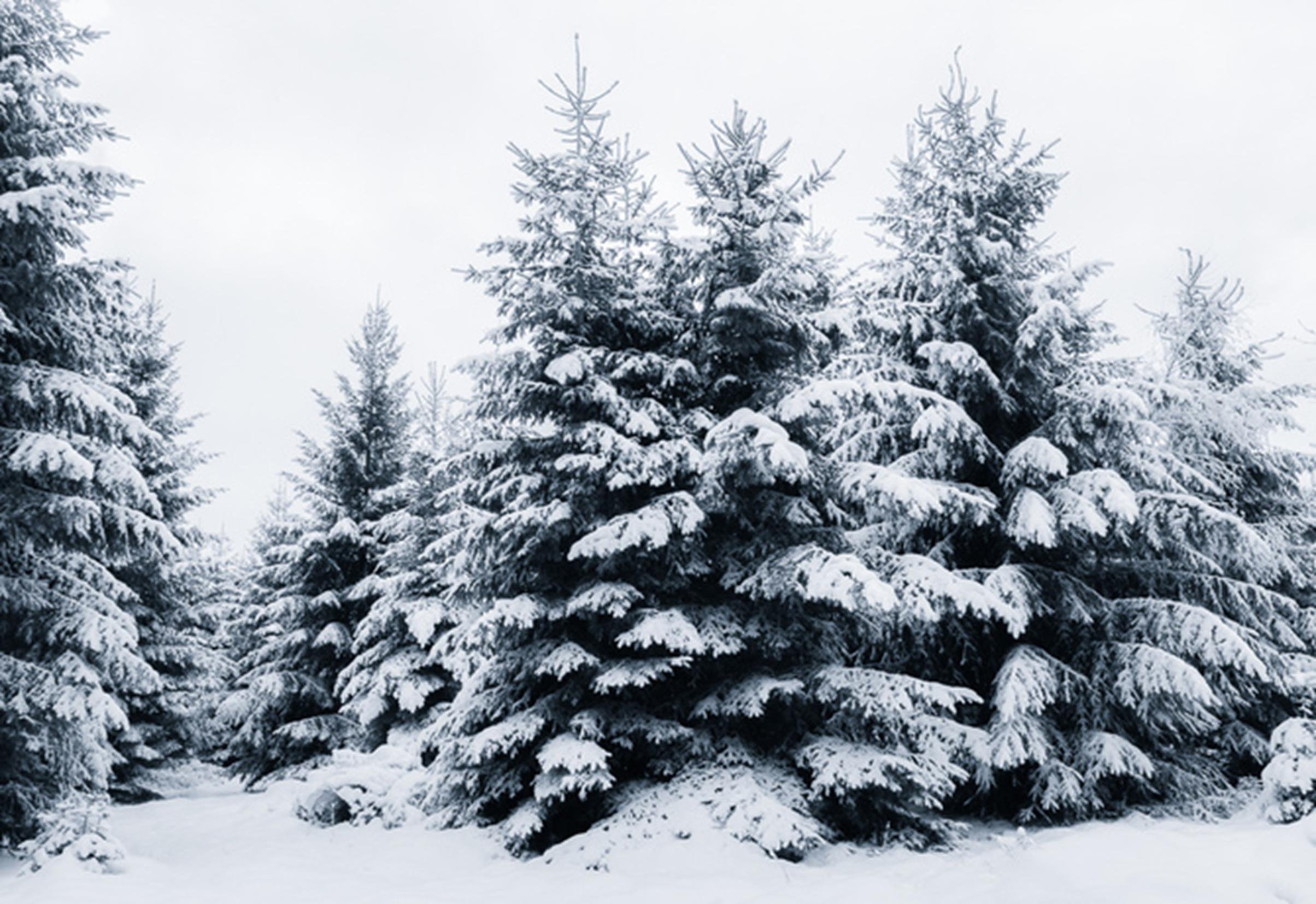 Winter medium. Елка в снегу. Елка в лесу зимой. Заснеженная ель в лесу. Заснеженная елка.