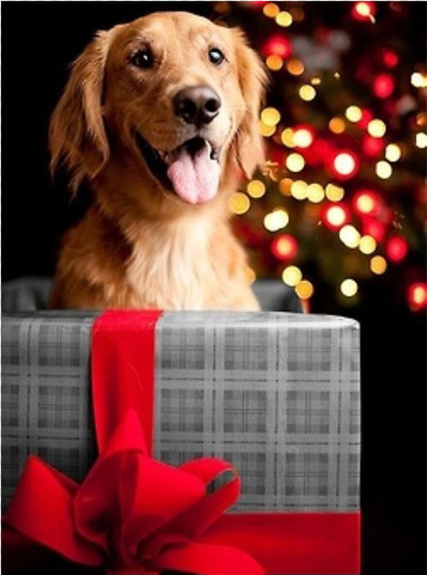 Подарок собаке на новый год