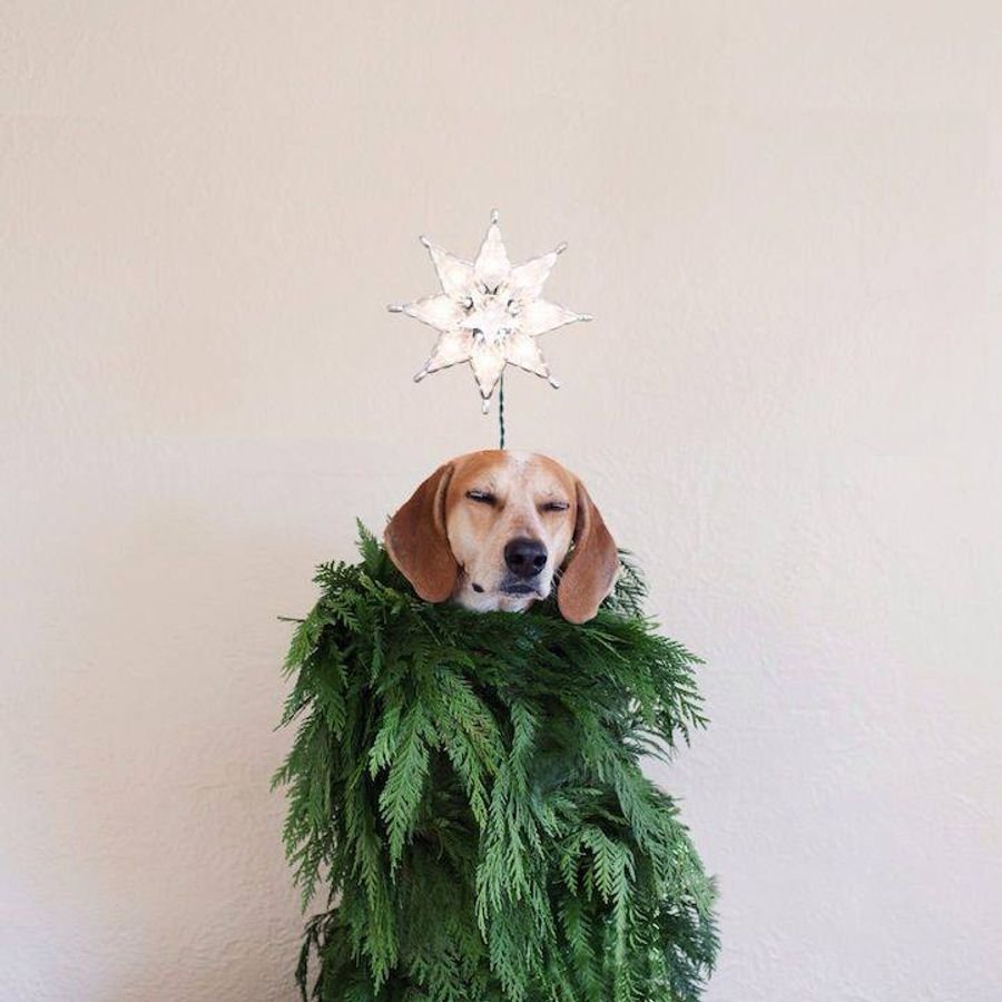 Новогодняя елка щенок