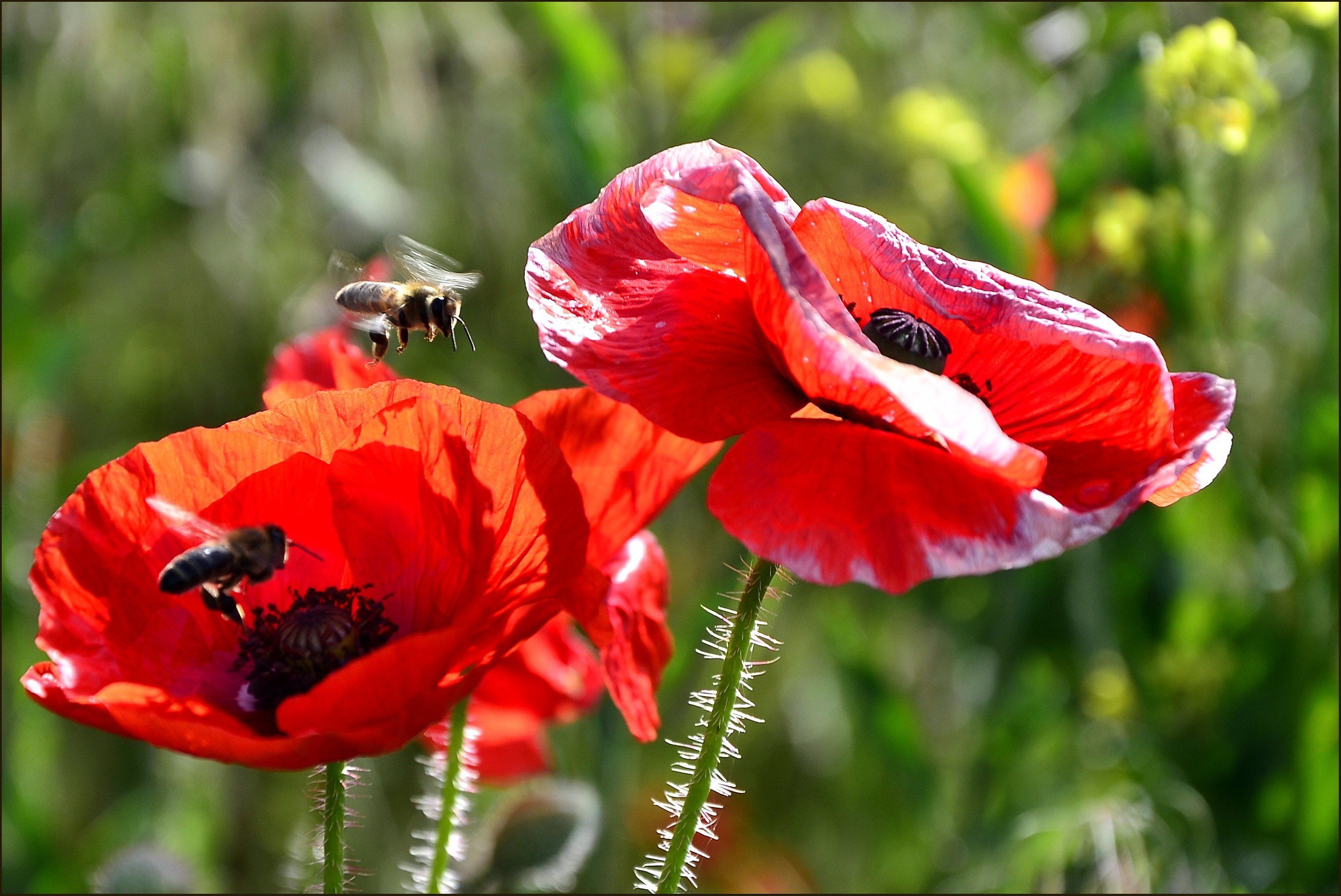 Мак Papaver Cardinal