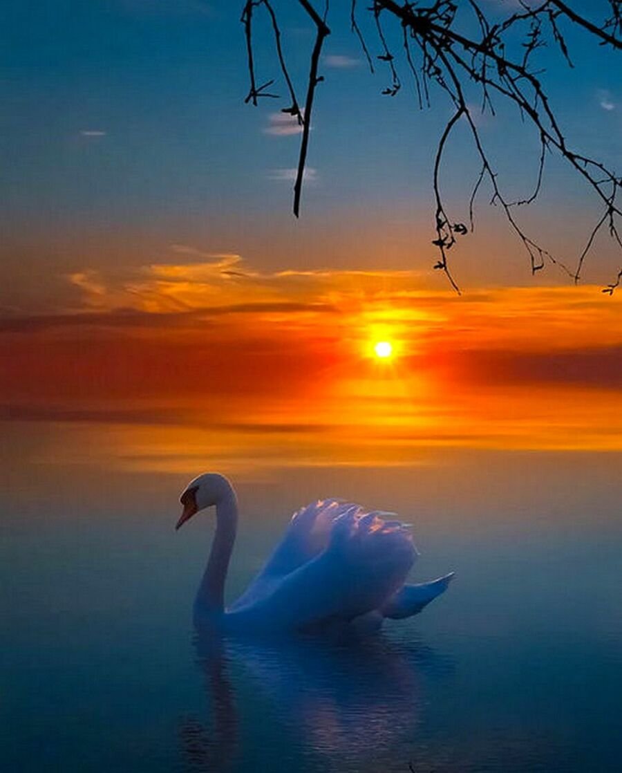 Спокойной ночи птичка. Красивые пейзажи с лебедями. Лебеди на закате. Красивый закат и птички. Лебеди на закате солнца.