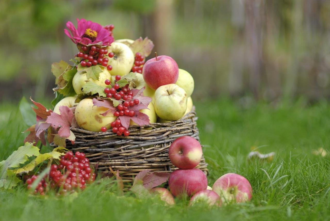Яблоки яблочный спас