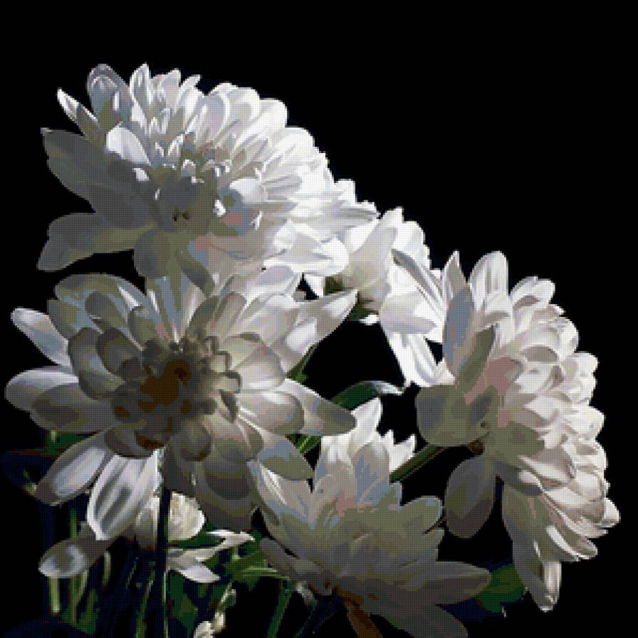 Белые хризантемы на черном фоне