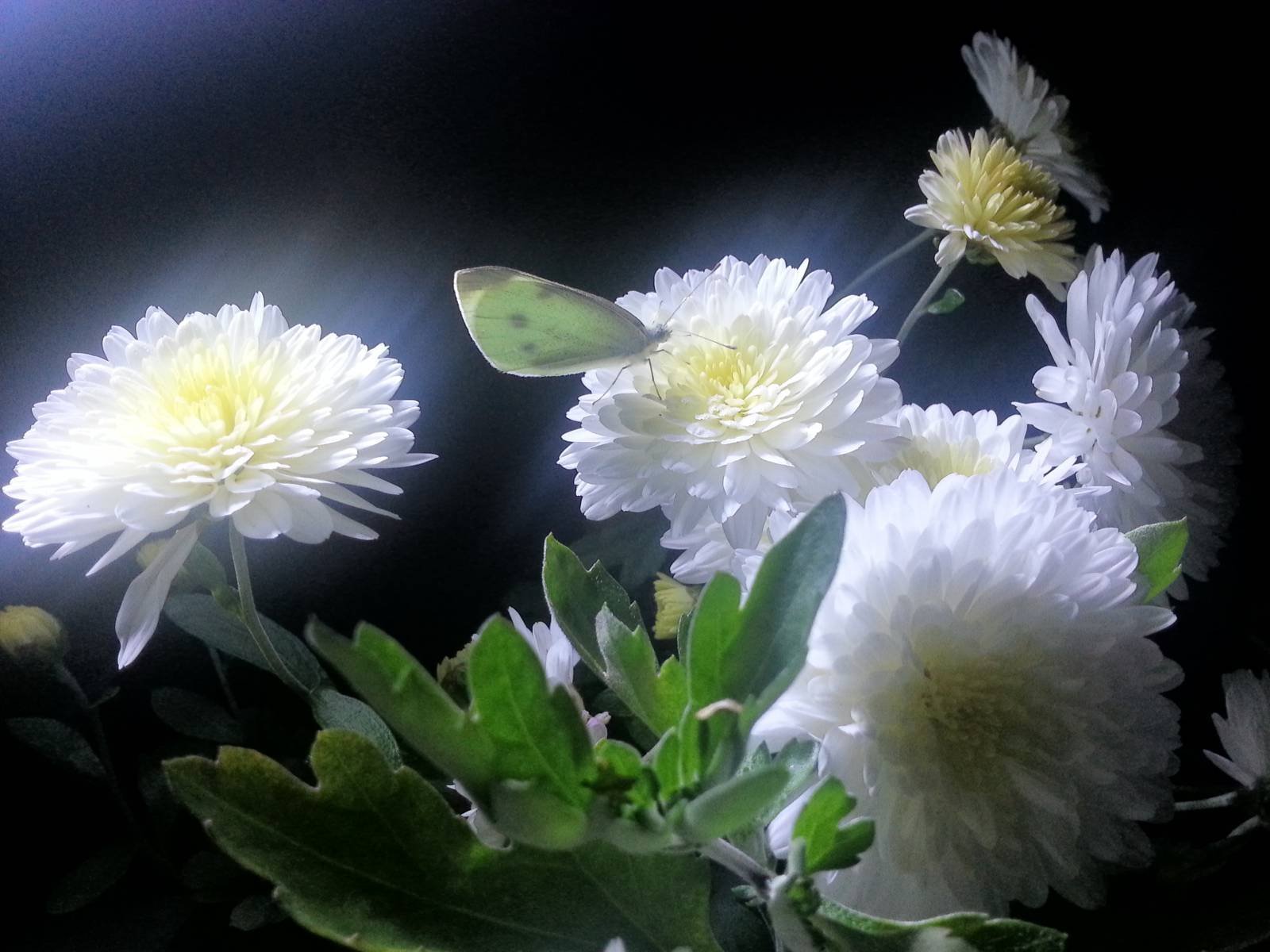 Любимые цветы хризантемы. Хризантема белая махровая. Хризантема белая ночь. Хризантема ночной дозор.