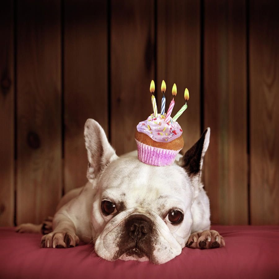 Животные поздравляют с днем рождения