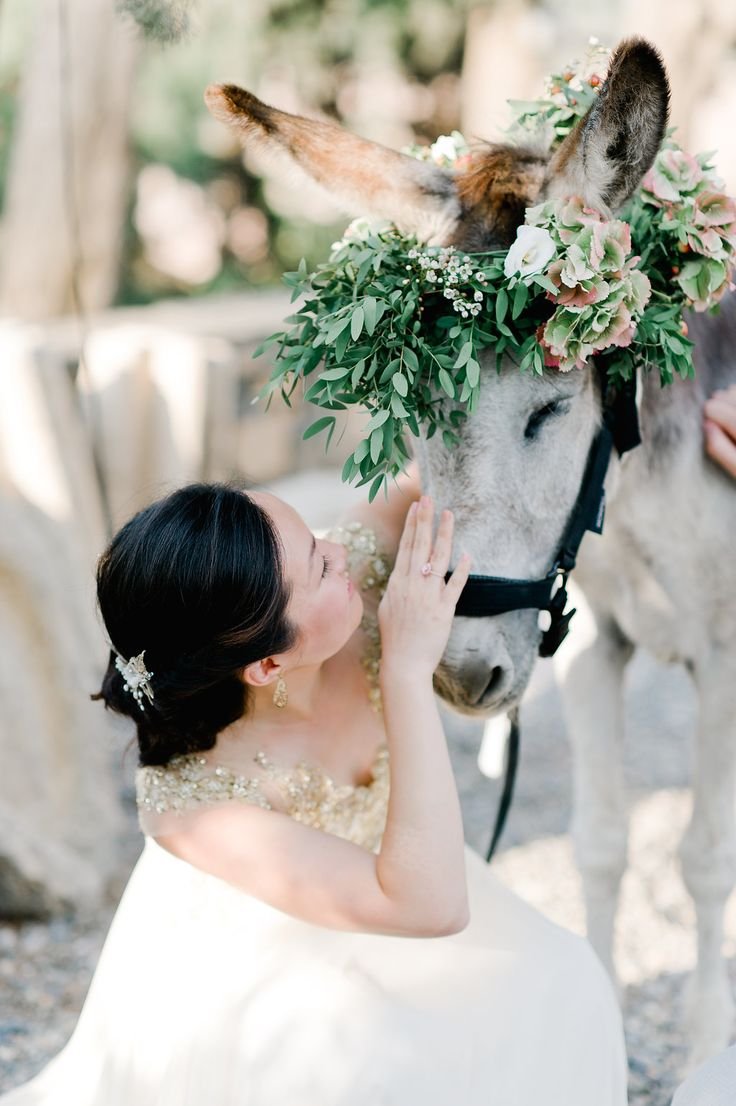Свадебная лошадь в цветах