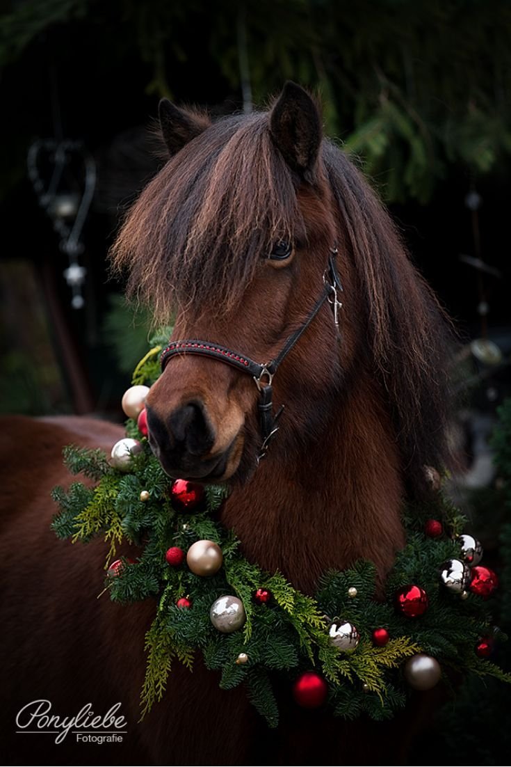 Лошадь с рождественским венком