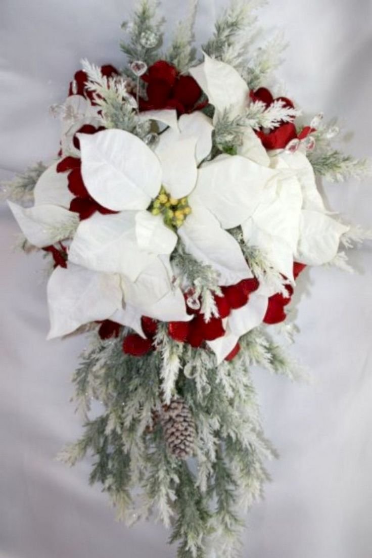 Комнатный цветок пуансетия