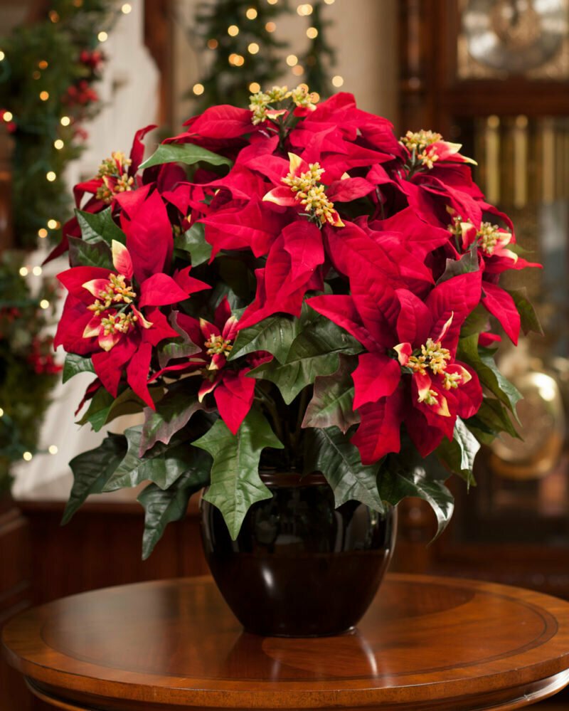 Пуансеттия – Рождественская звезда, Цветущая на подоконнике.