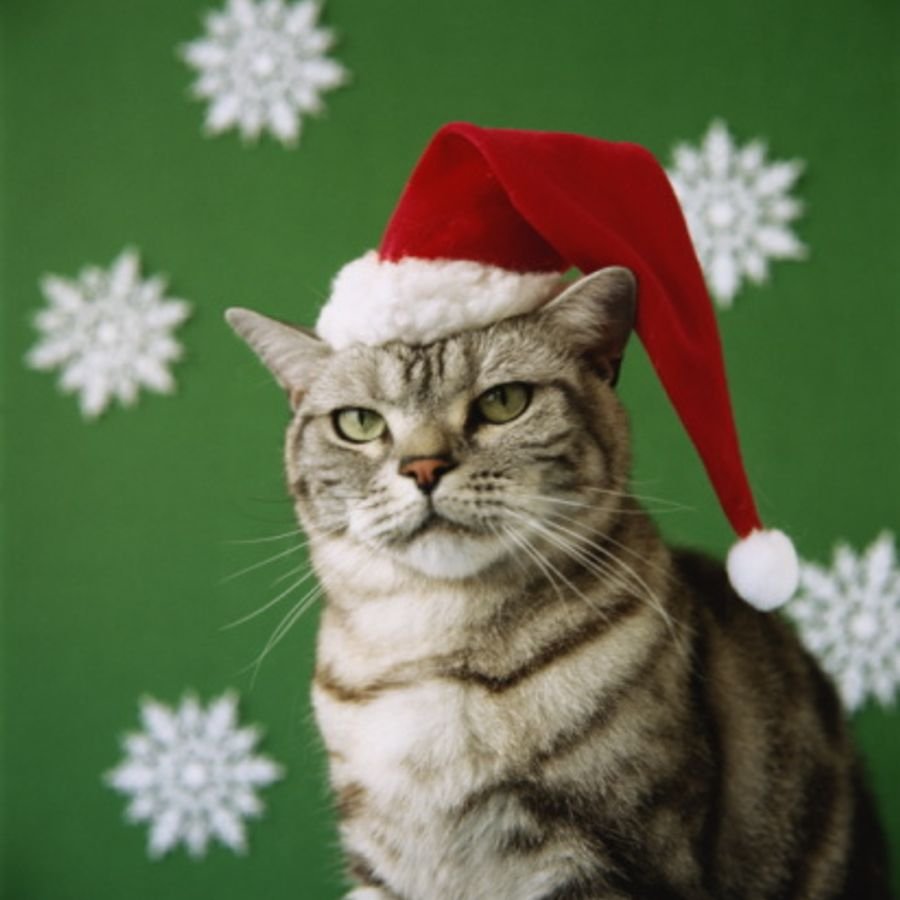 Кошечка из Сакурасо Рождество