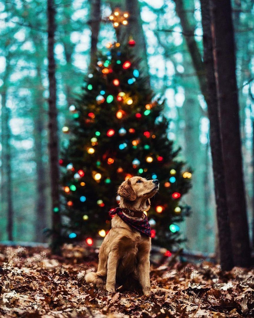 Собака под елкой