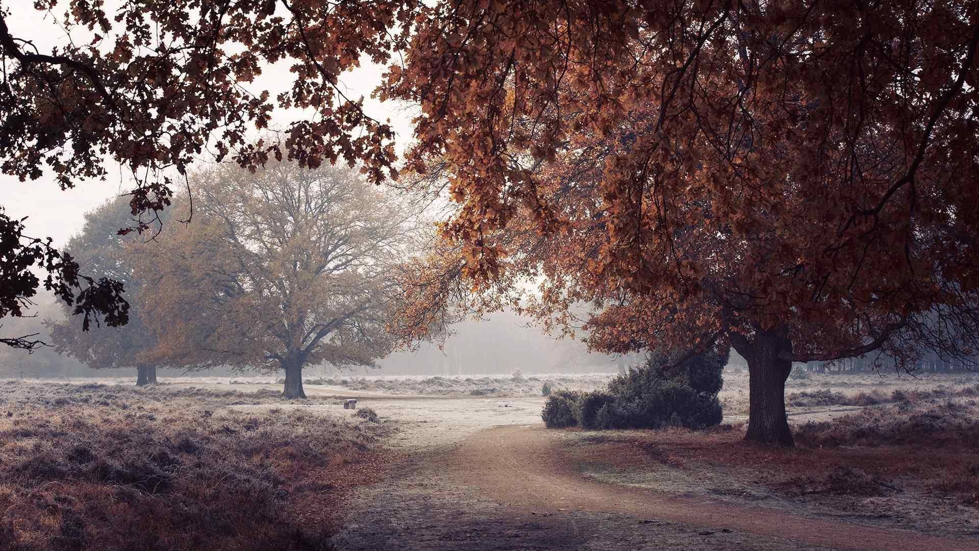 Красивые картинки поздняя. Поздняя осень. Пасмурная осень. Поздняя хмурая осень. Осень ноябрь.