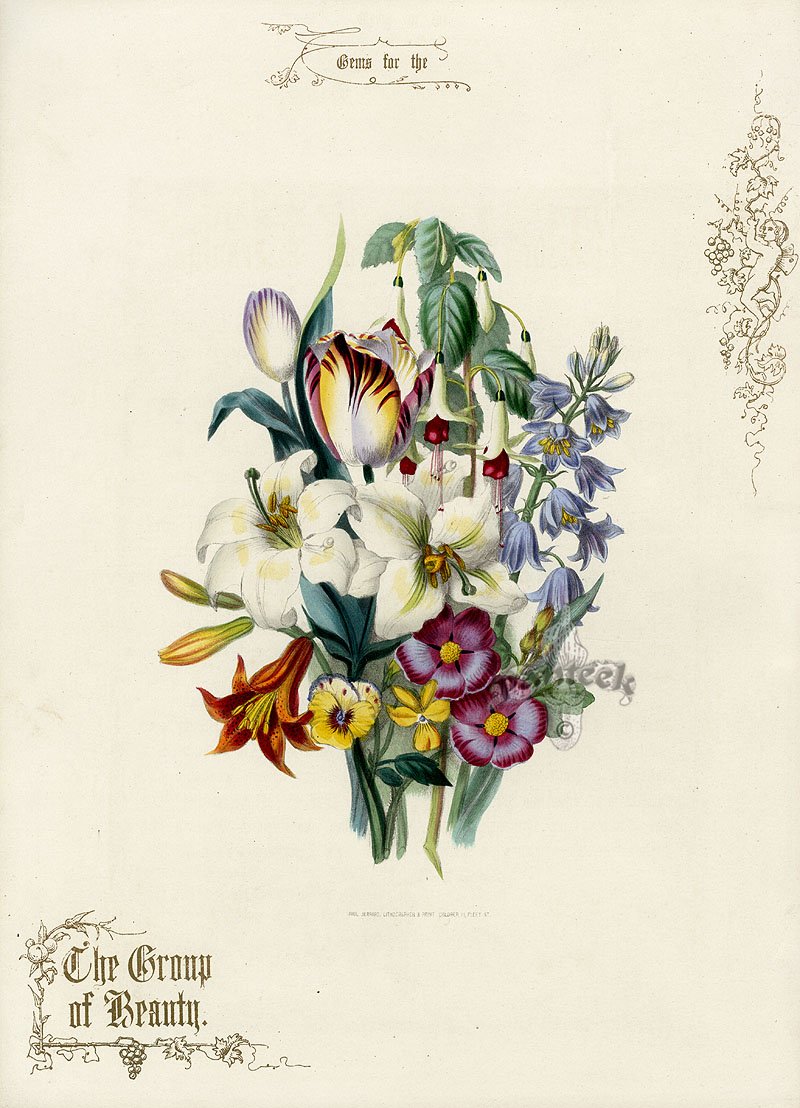 Викторианские Ботанические иллюстрации
