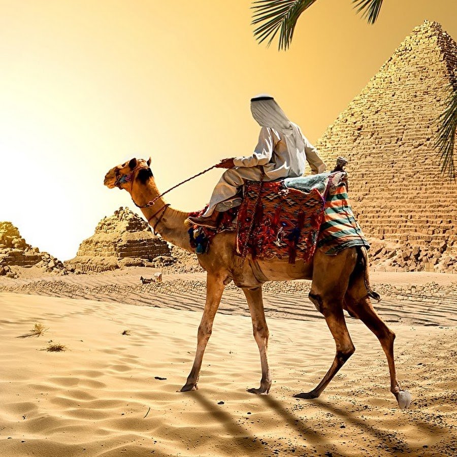 Верблюды в Египте