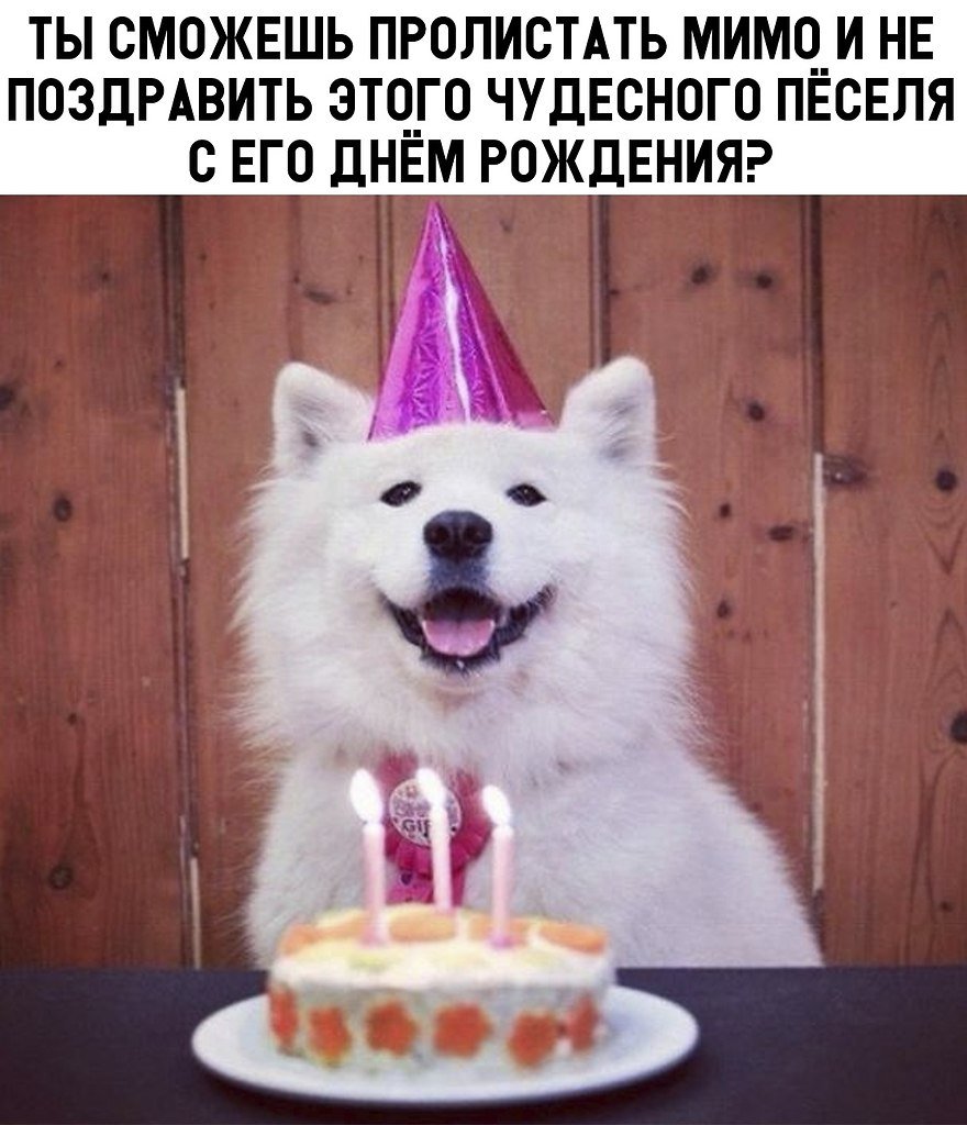Поздравления с днём рождения с собаками