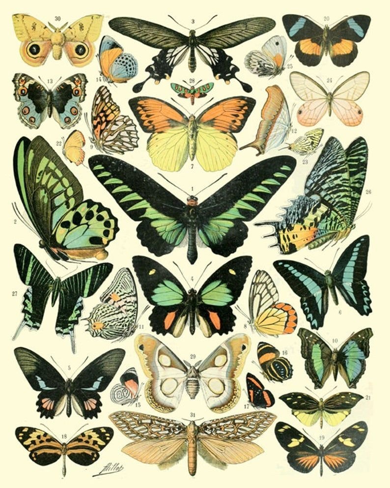 Бабочки из пинтереста Эстетика