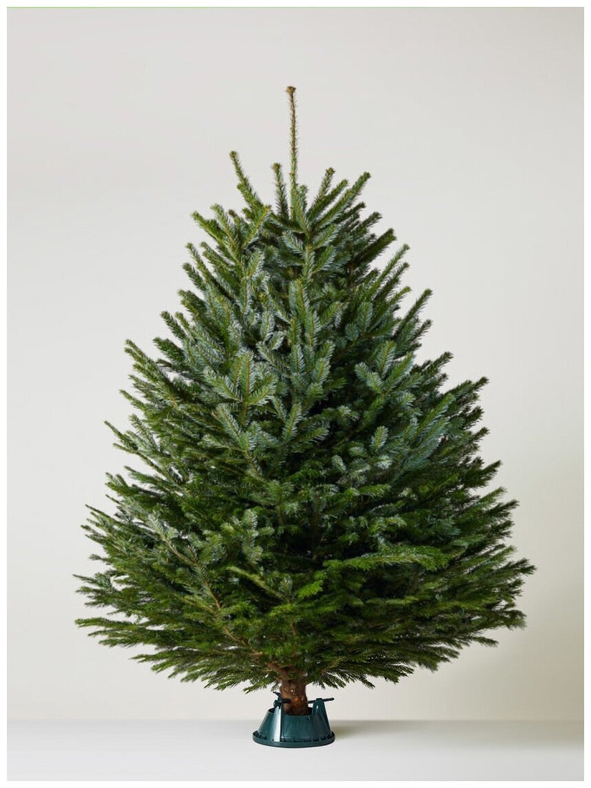 Mister Christmas Nordmann fir thick Pine 150