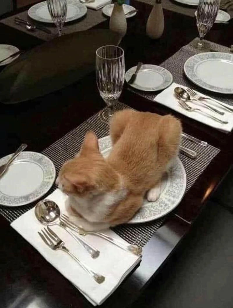 Кот спит в тарелке