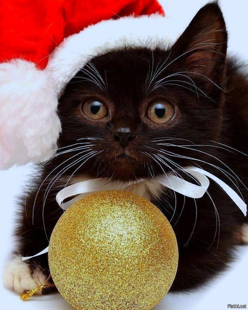 Черный кот в новогодней шапке