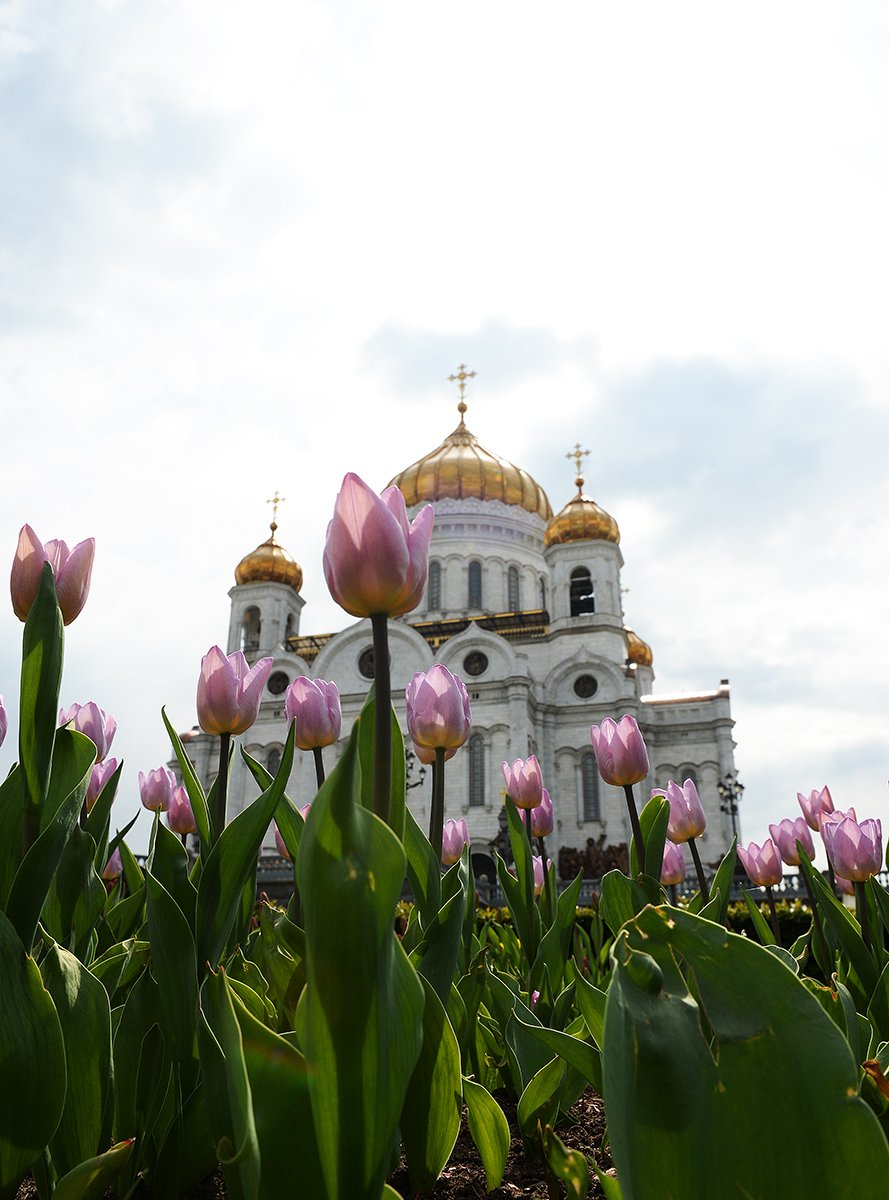 Храм Христа Спасителя цветы