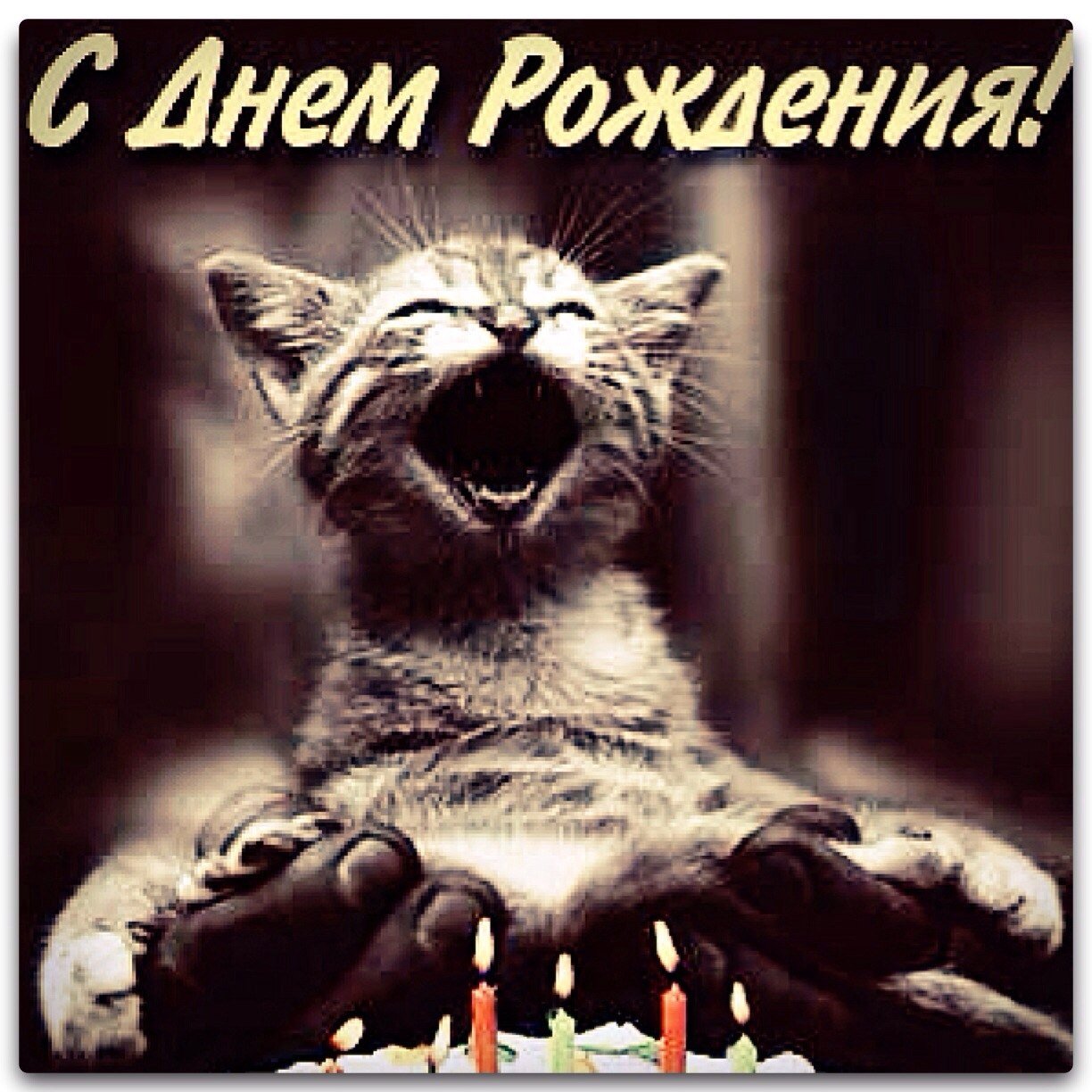 Поздравление валеры с днем рождения прикольные. Поздравление с днем рождения с котом. Котик поздравляет с днем рождения. С днём рождения котик мужчине. Поздравления с днём рождения коты смешные.