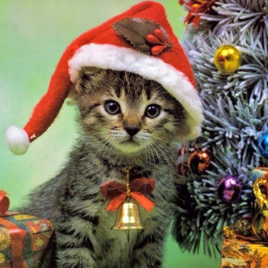 Котик в новогодней шапошапочке