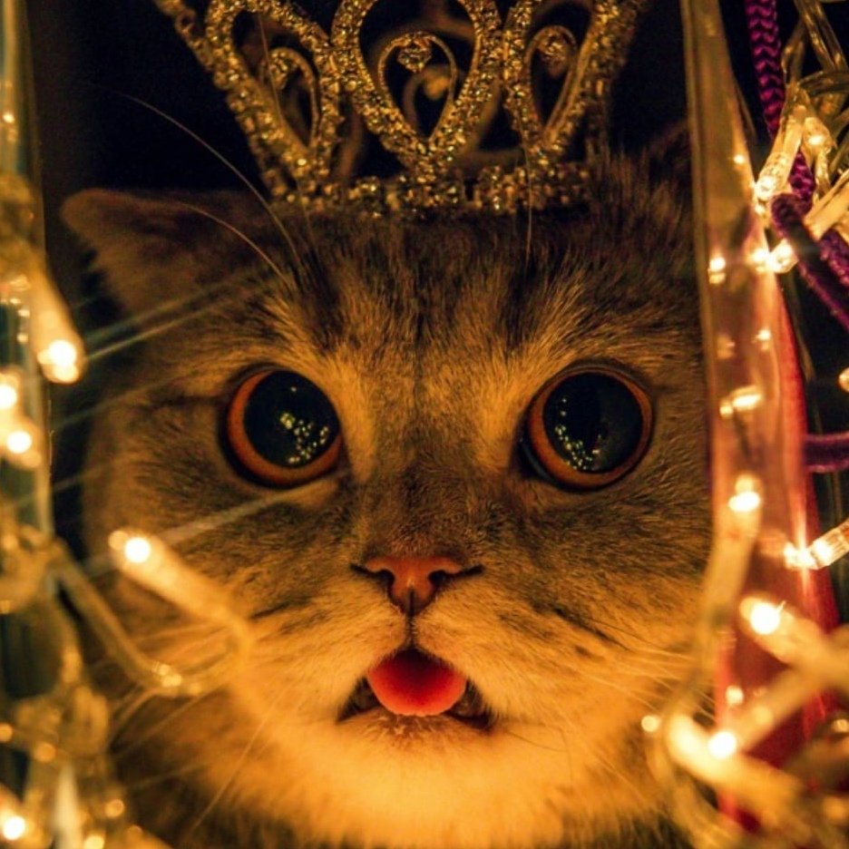 Новогодний рыжий котенок