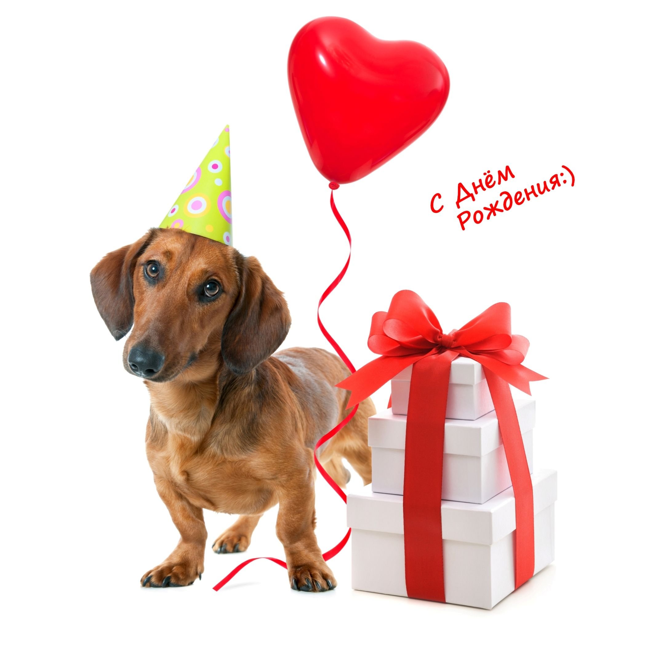 Картинки с днем рождения ветеринару