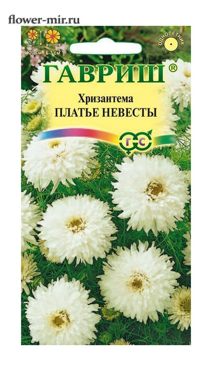 Хризантема кустовая Алтай