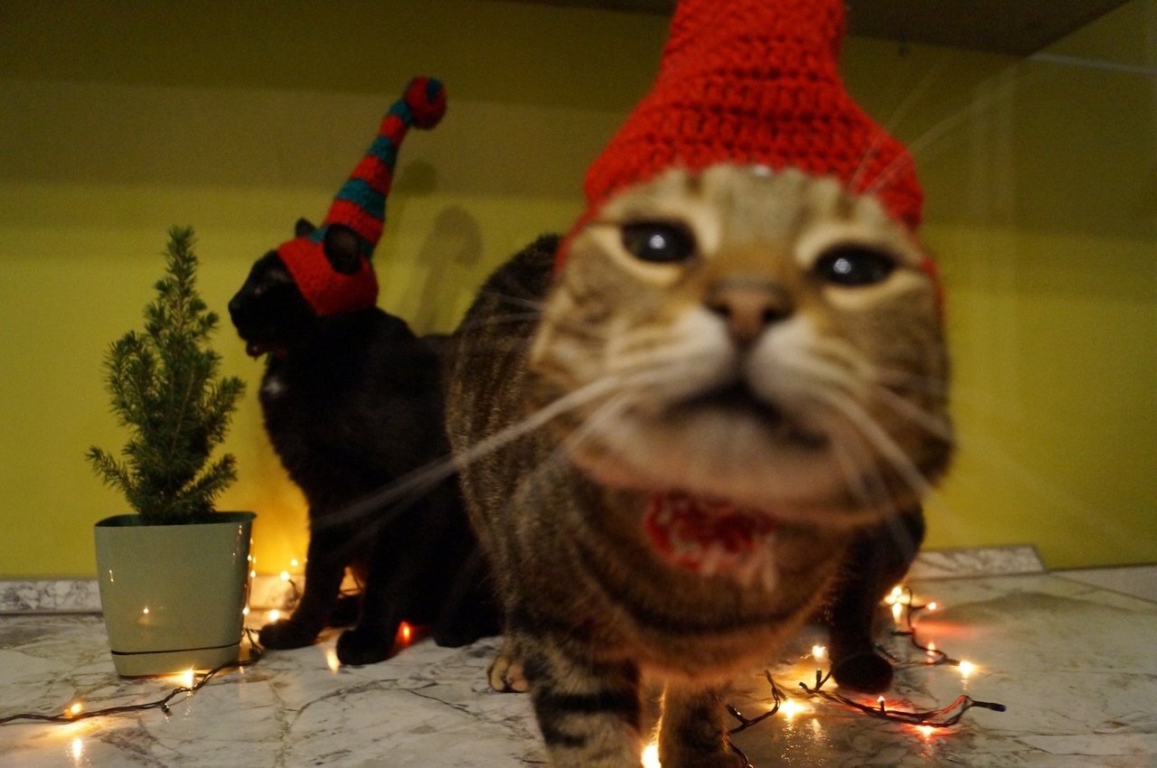 Новый год 2024 смешные. Новогодний кот. Смешные новогодние коты. Кот новый год.