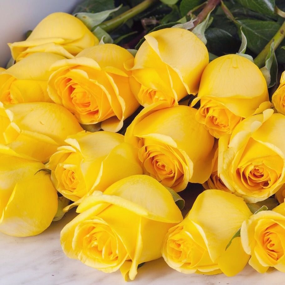 Роскошные желтые розы