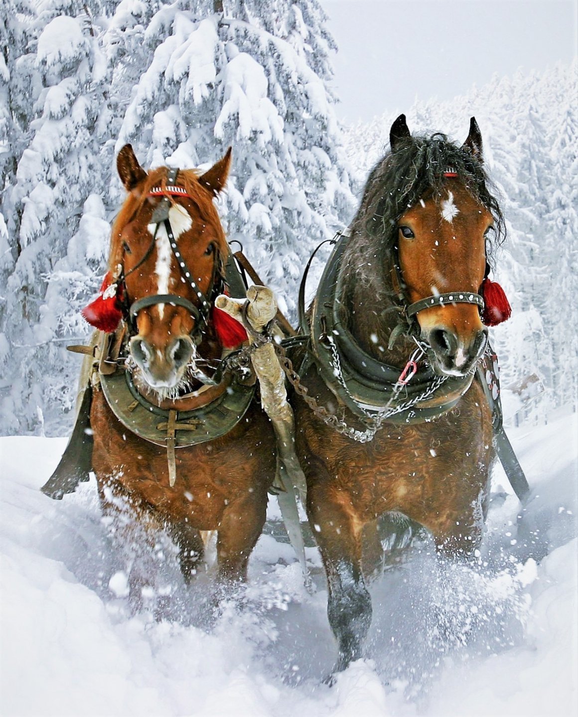 Тройка лошадей пробежала. Пороша Есенин. Лошадь в упряжке. Тройка лошадей. Лошади в снегу.