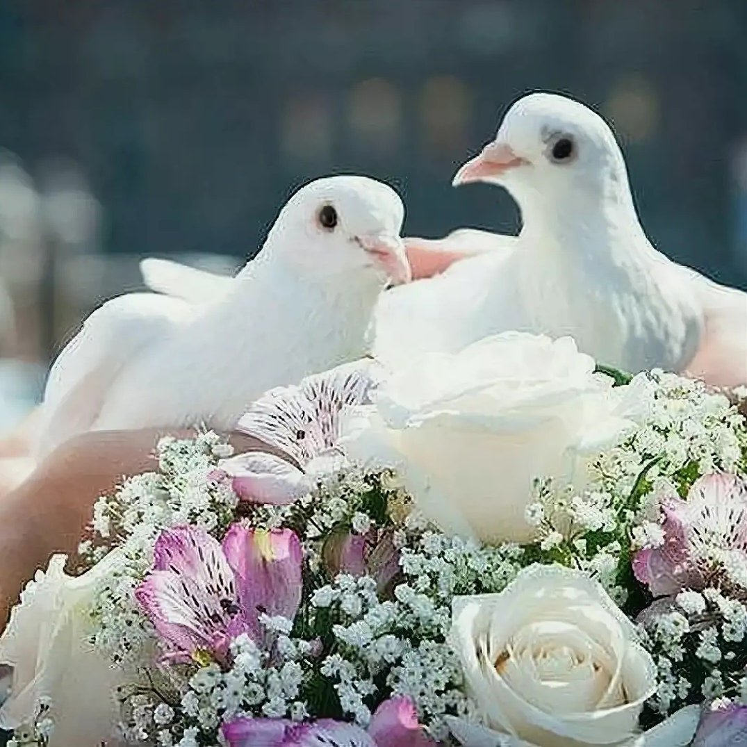 Свадебные птицы